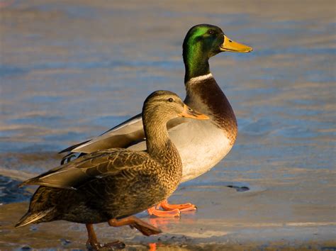 female mallards pictures|male mallard duck pictures.